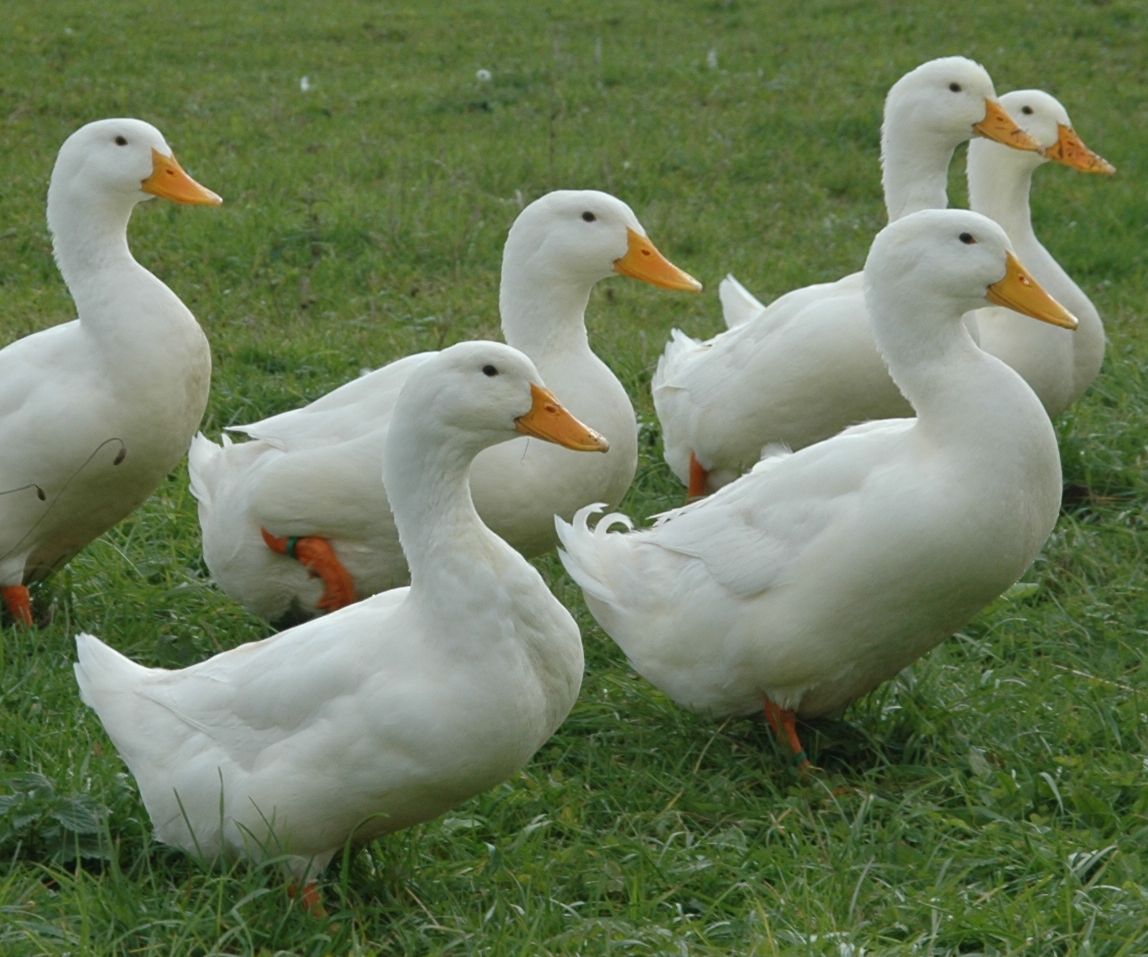 Health Benefits of Duck Eggs