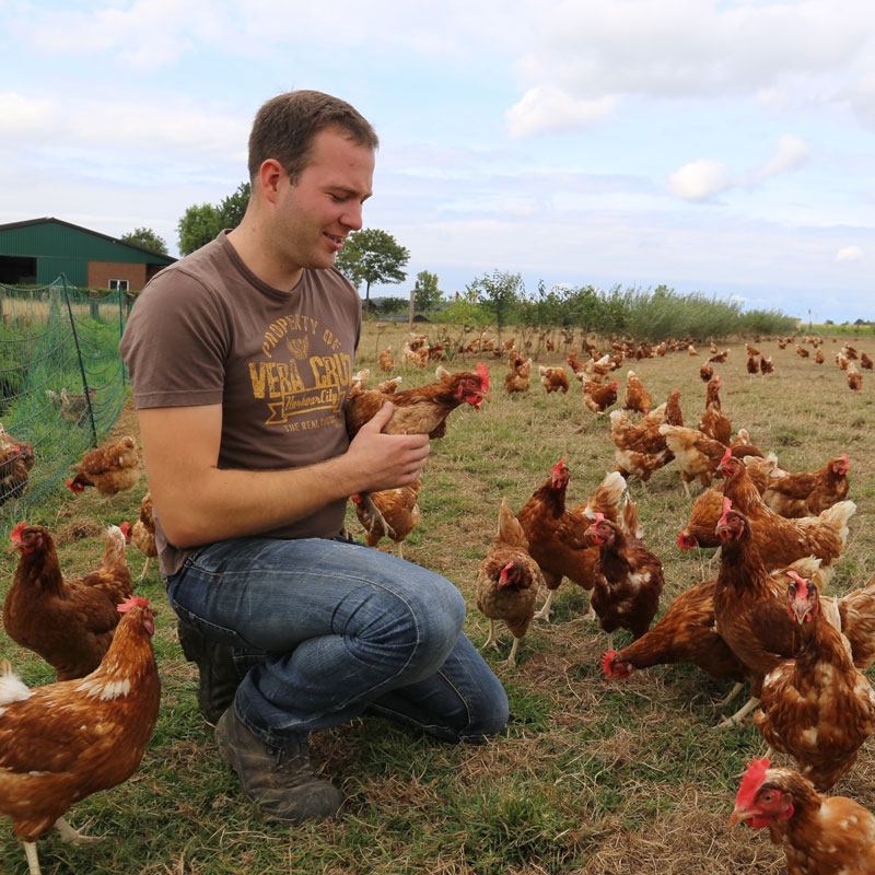 Why Choose Organic Eggs in