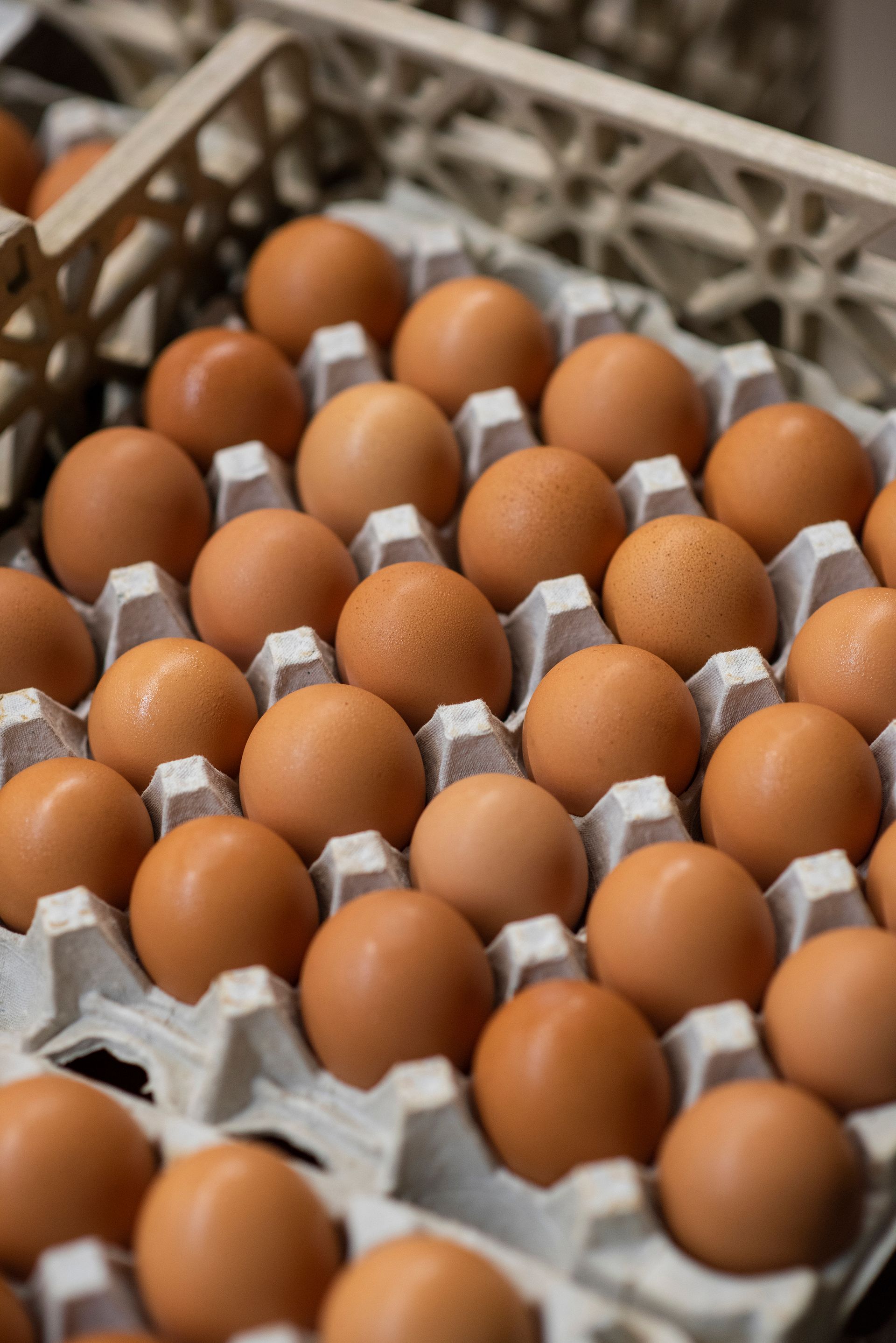 How to Select High-Quality Eggs