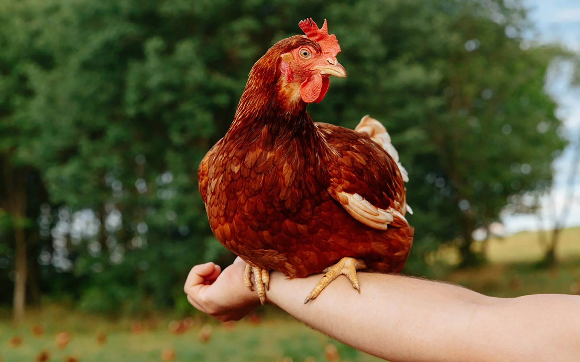 Egg safety