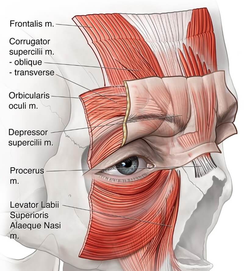 Glabellar frown muscle anatomy