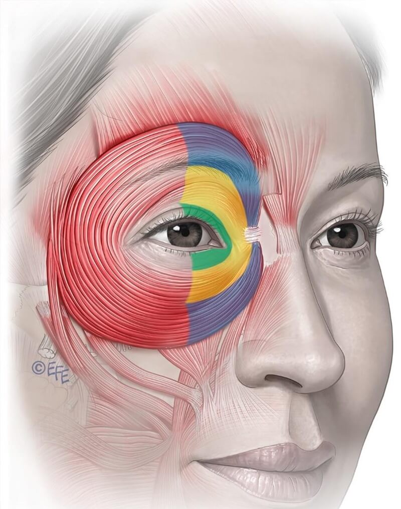 Orbicularis oculi muscle subdivisions