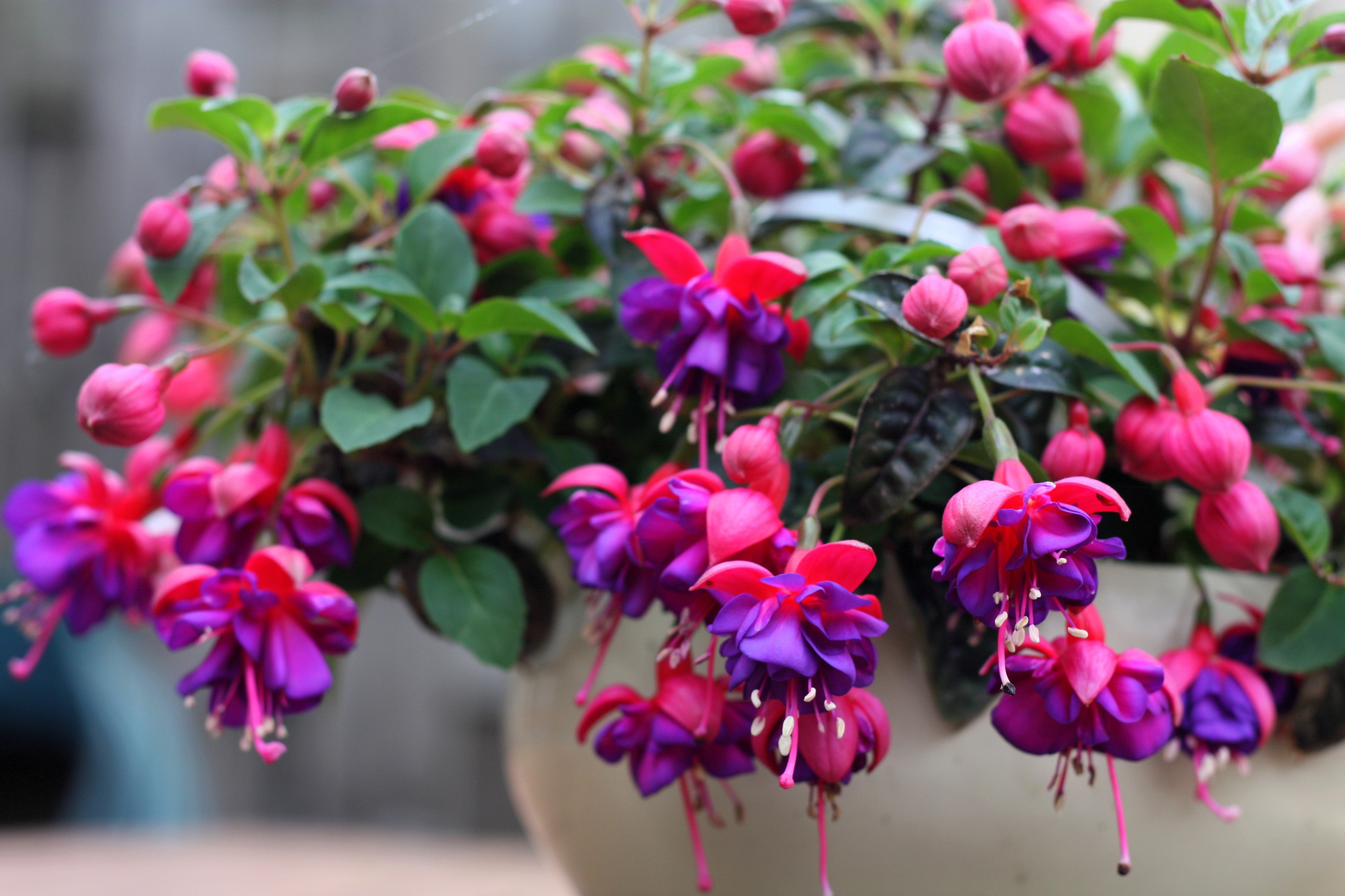 20 HARDY FUCHSIA Magellanica Pink Purple Hummingbird Flower Shrub Seed – Seedville USA