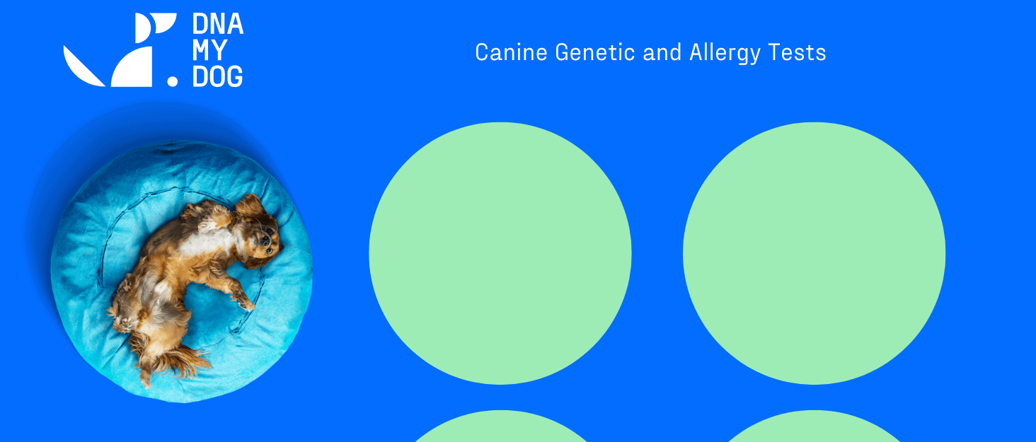 Happy dog laying on a blue bed with green dots across the screen