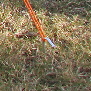 stakes