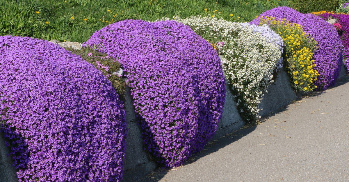 How to Sow Purple Creeping Thyme - Welldales