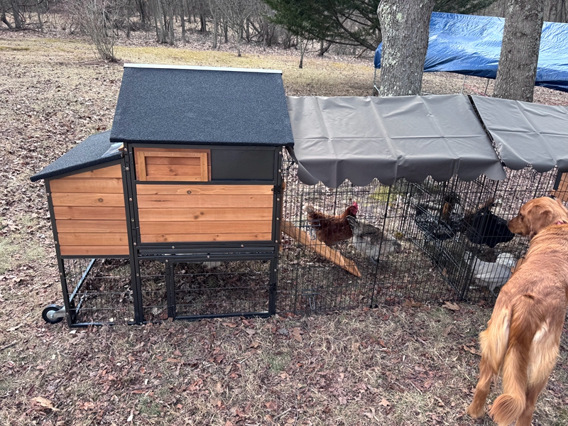 chicken coop