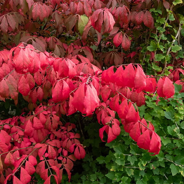 Why Can't I Buy Burning Bush? - Weston Nurseries