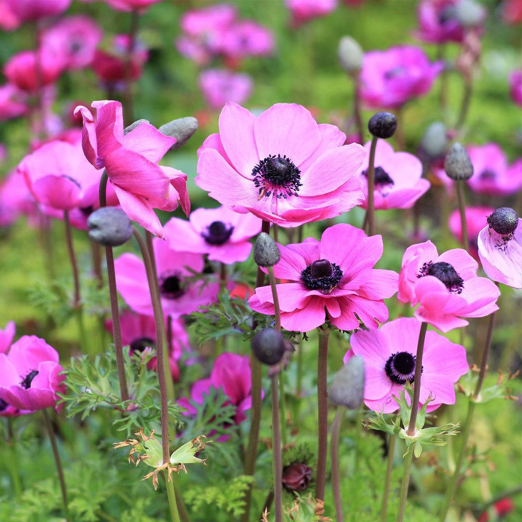 Anemone Rosea Bulbs | Pink Anemone with Black Center – Easy To Grow Bulbs