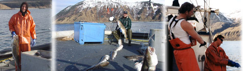 Alaska Shellfish