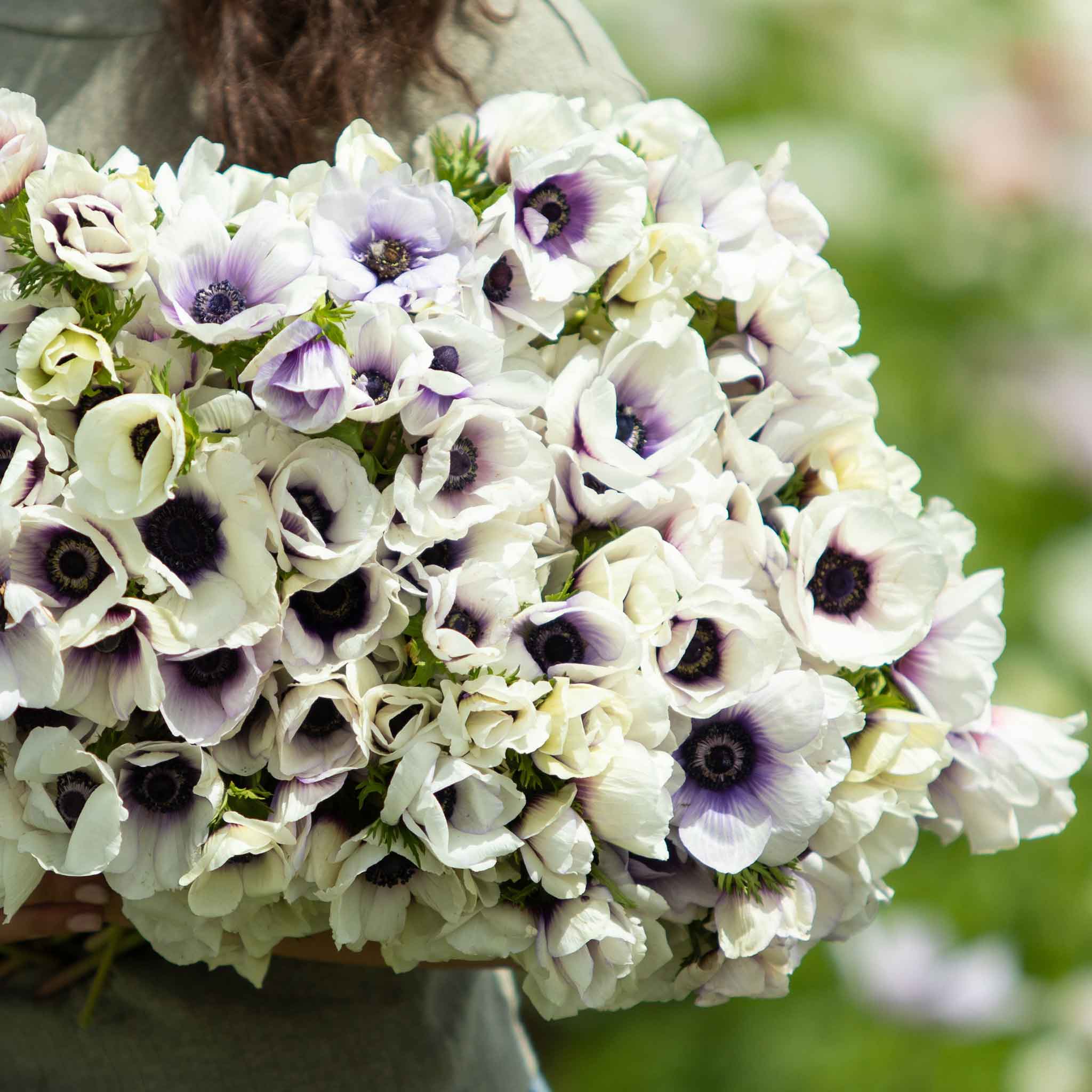 Pastel Blue - Anemone Bulbs | Flower Bulbs | The Flower Bulb Farm