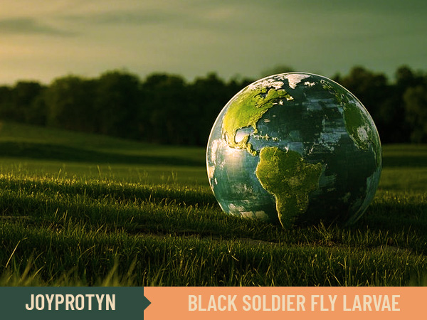 black soldier fly larvea