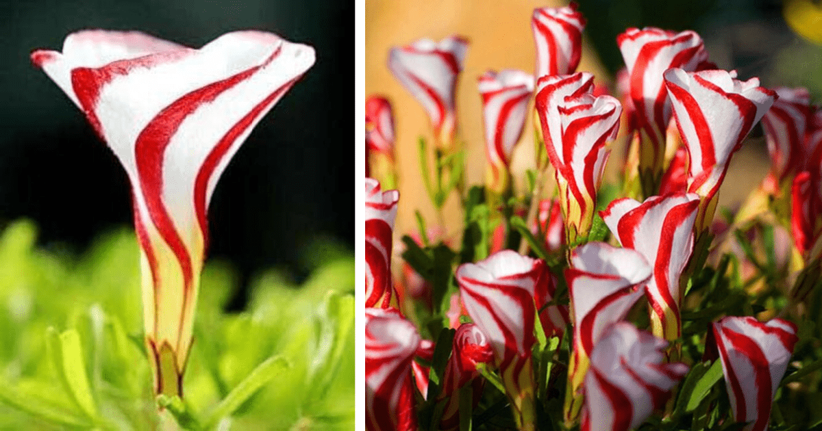 You Can Get Candy Cane Flowers For The Most Festive Garden Around and I  Love Them