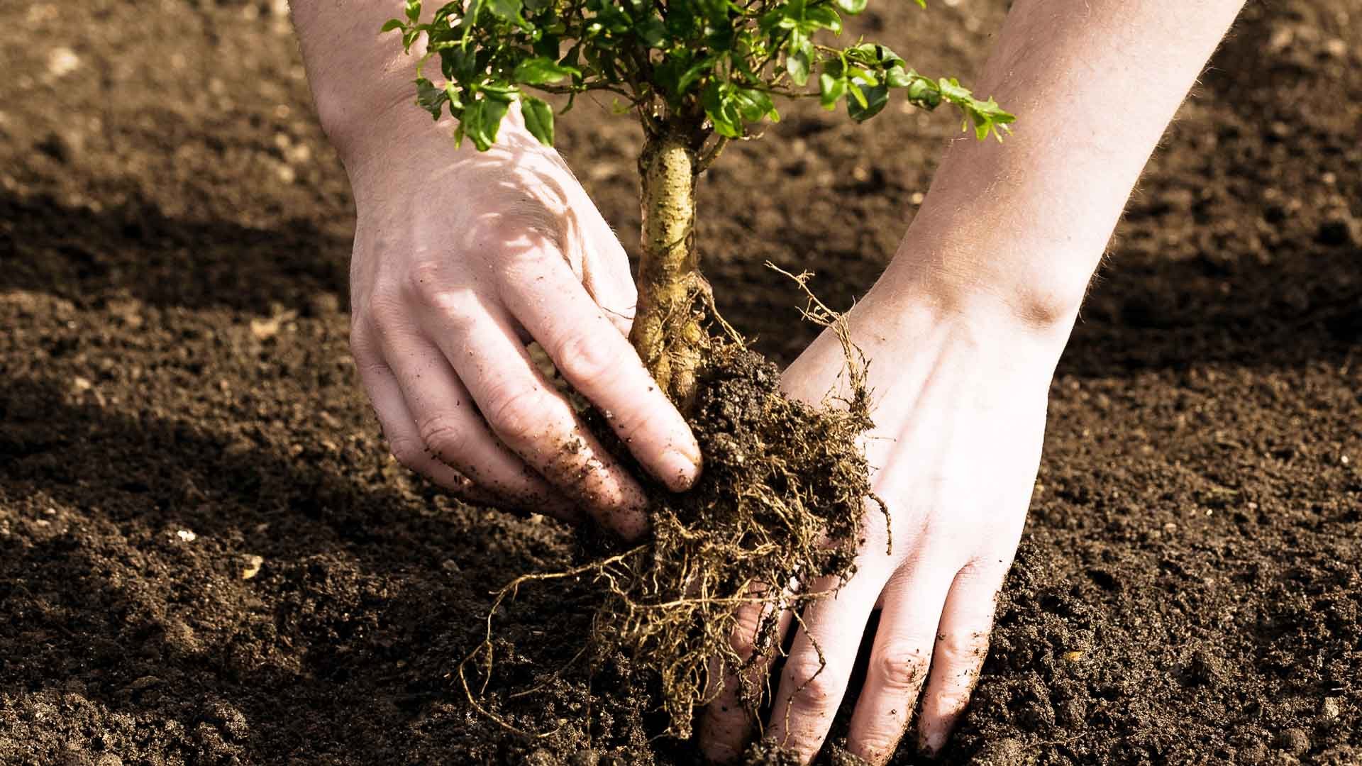 TREE PLANTING A WAY TO RECOVER