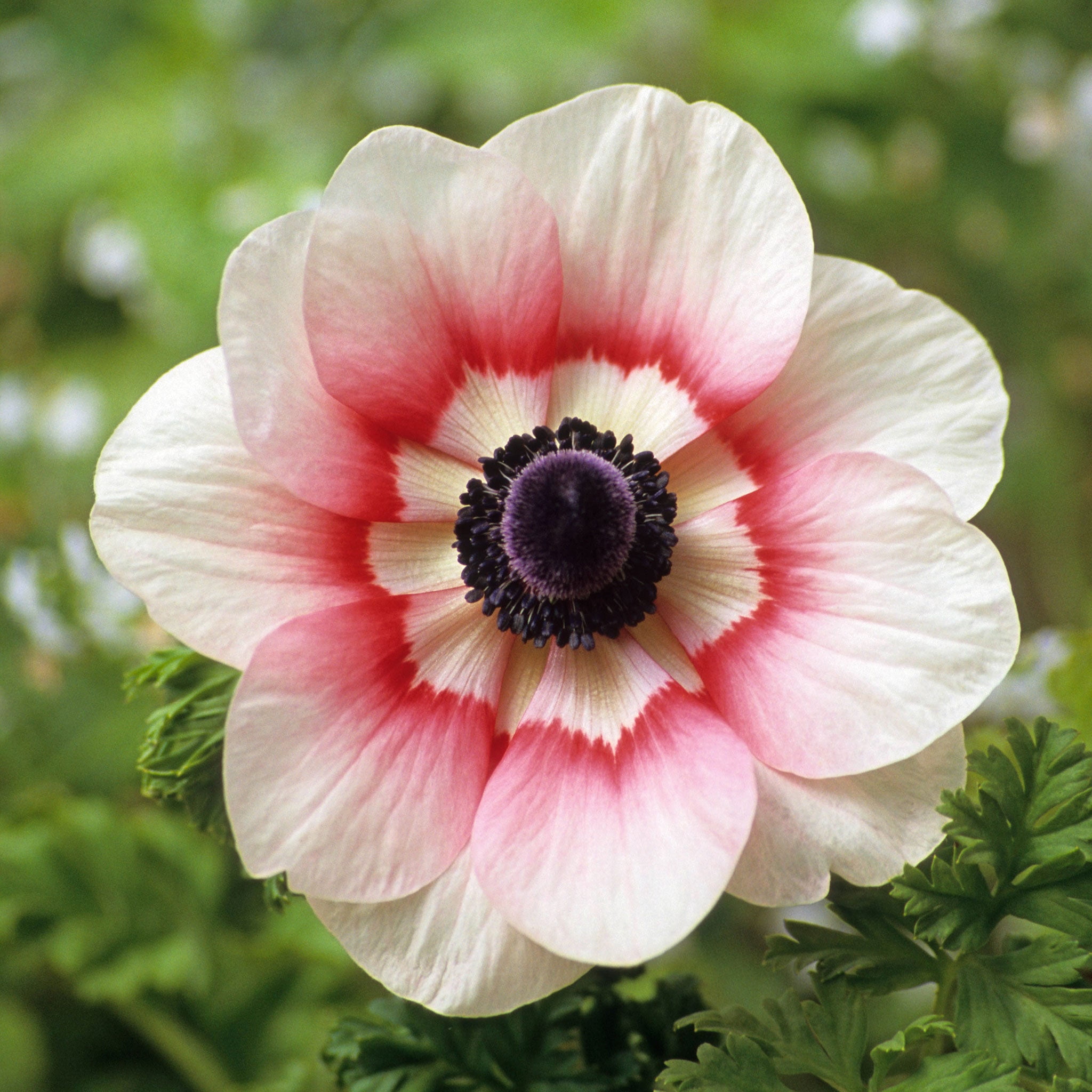 Anemone Bulbs - Rainbow Red-White - 40 Bulbs - Red Flower Bulbs, Corm  Attracts Bees, Easy to Grow & Maintain, Container Garden - Walmart.com
