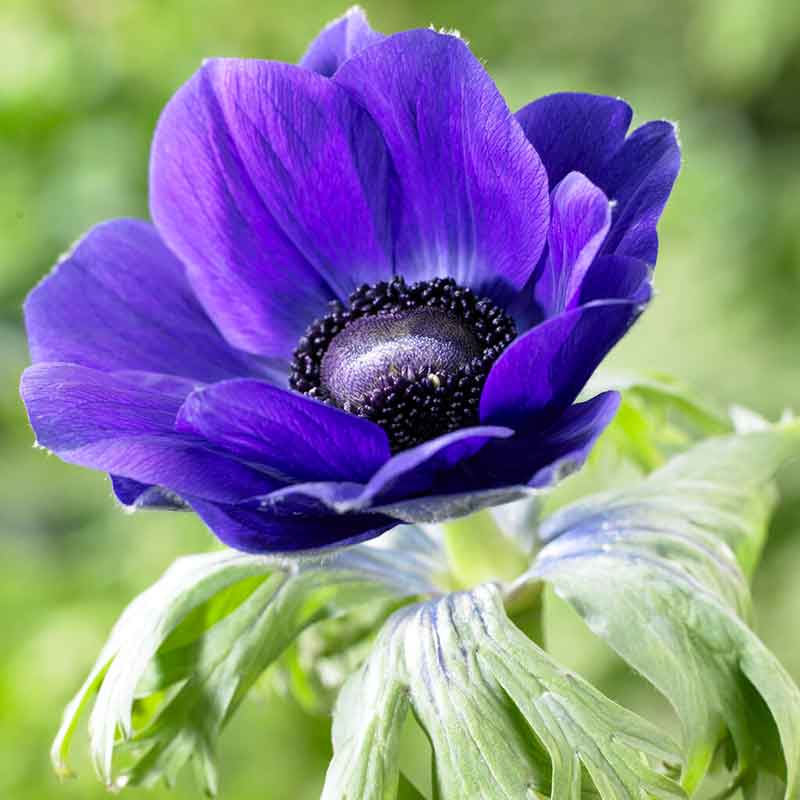 Anemone Bulbs - De Caen Blue | Flower Bulbs | Eden Brothers