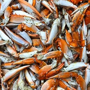 crab, seafood, fresh