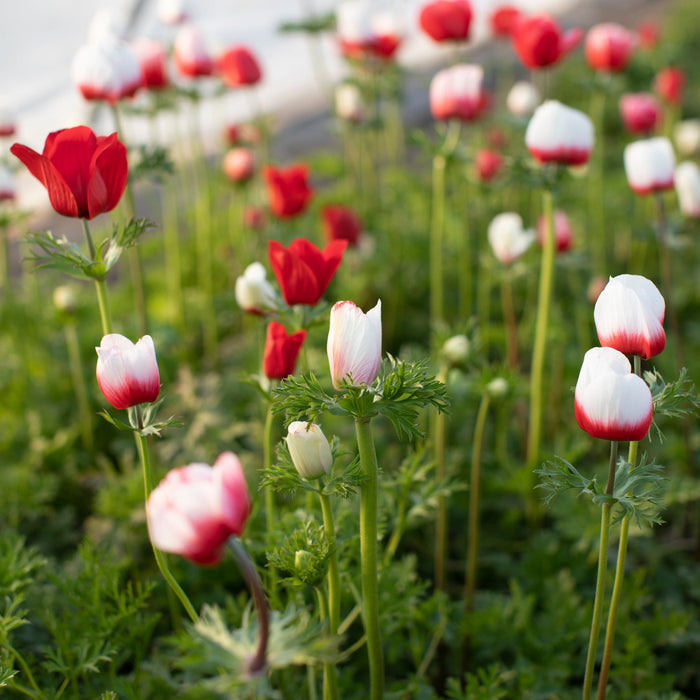 Anemone Jerusalem Red White – Floret Library