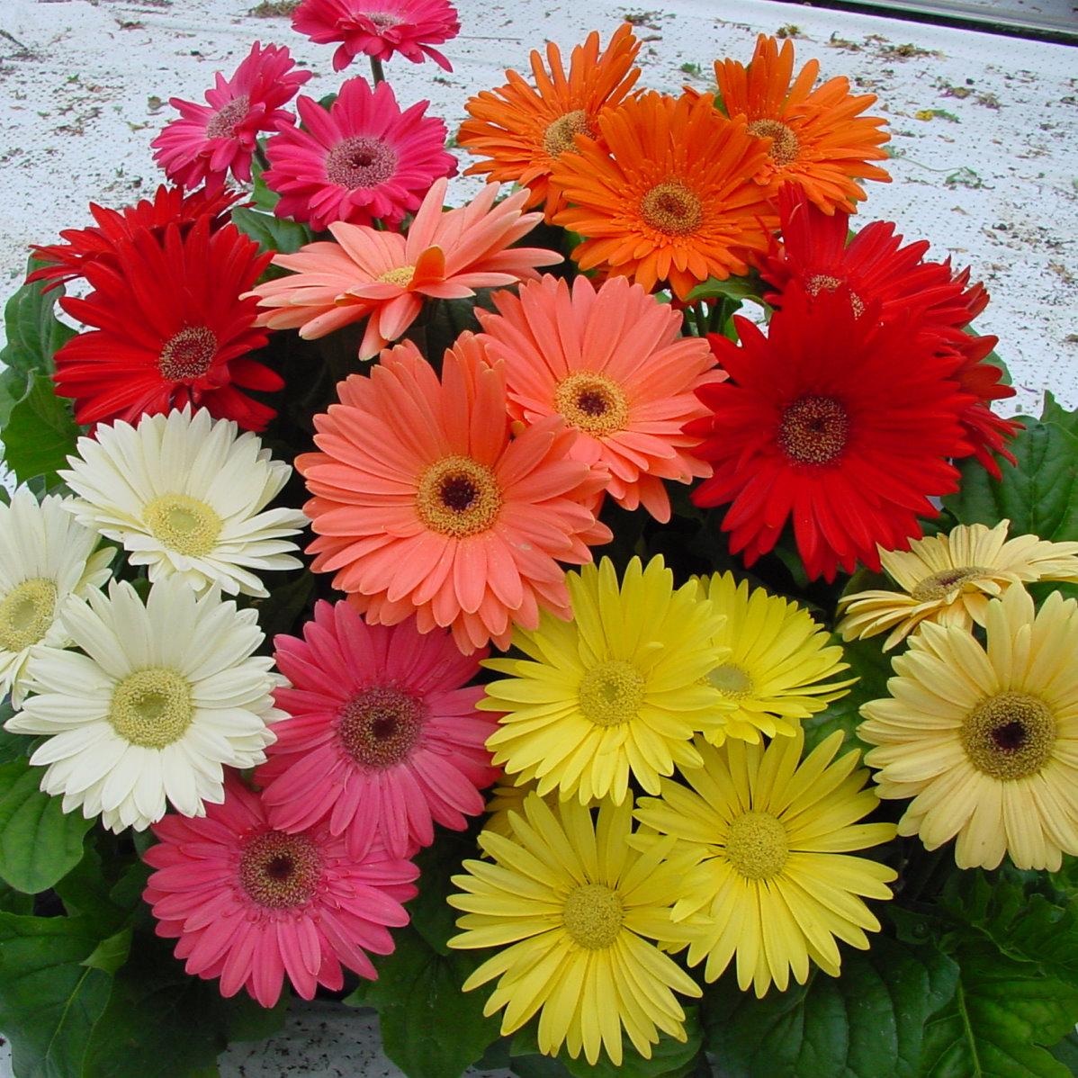 非洲菊美加-混合種子