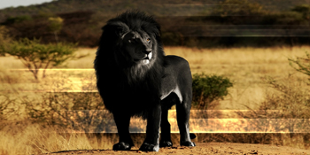 black lion
