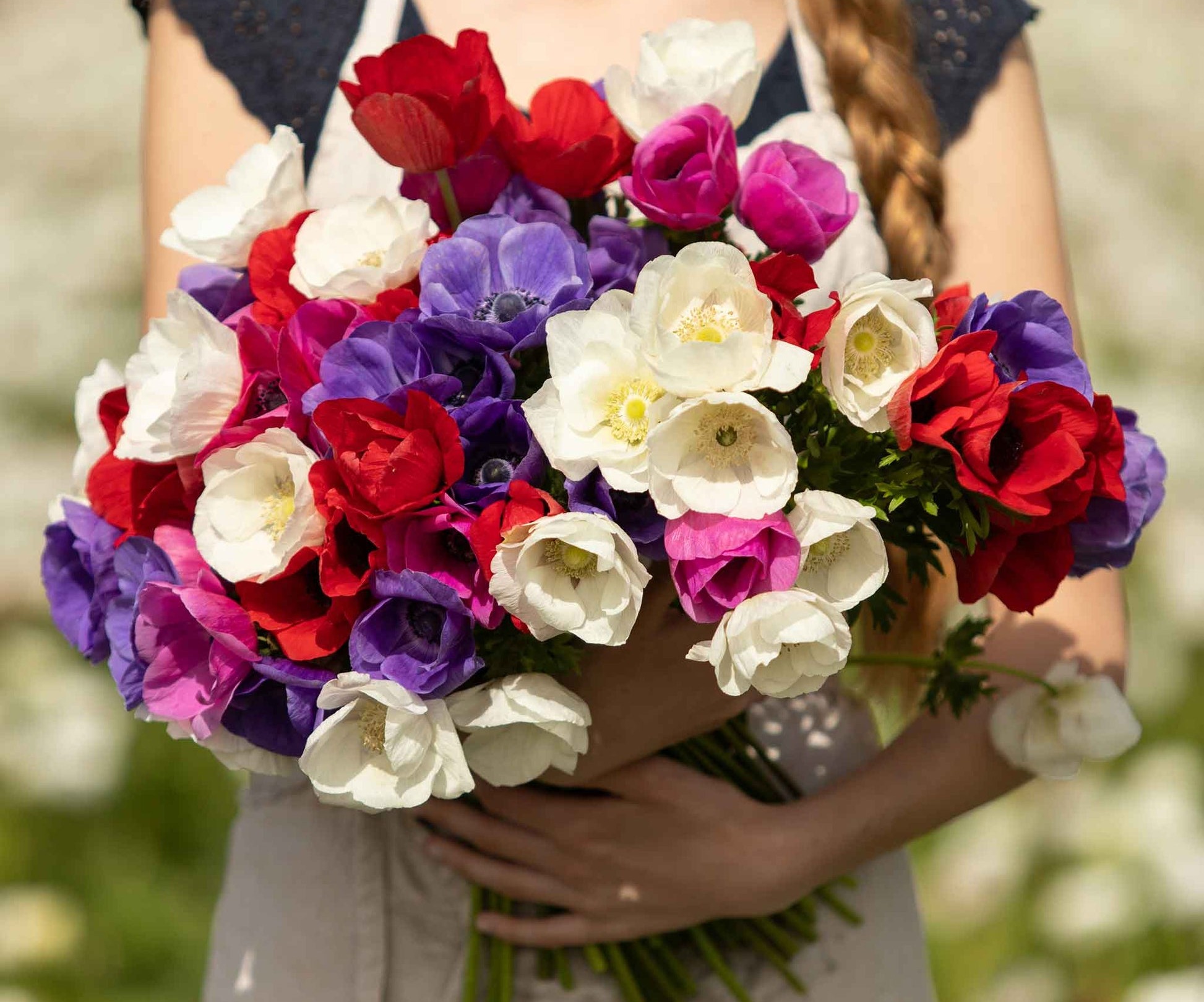 Anemone Bulbs - De Caen Mix | Flower Bulbs | Eden Brothers