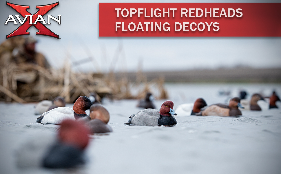 avian x redheads