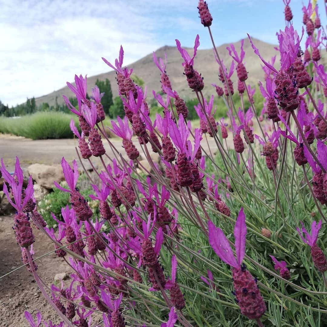 SG715-西班牙薰衣草優選株🔥精品植物小盆栽禮物🔥, 傢俬&家居, 園藝, 植物及種子- Carousell