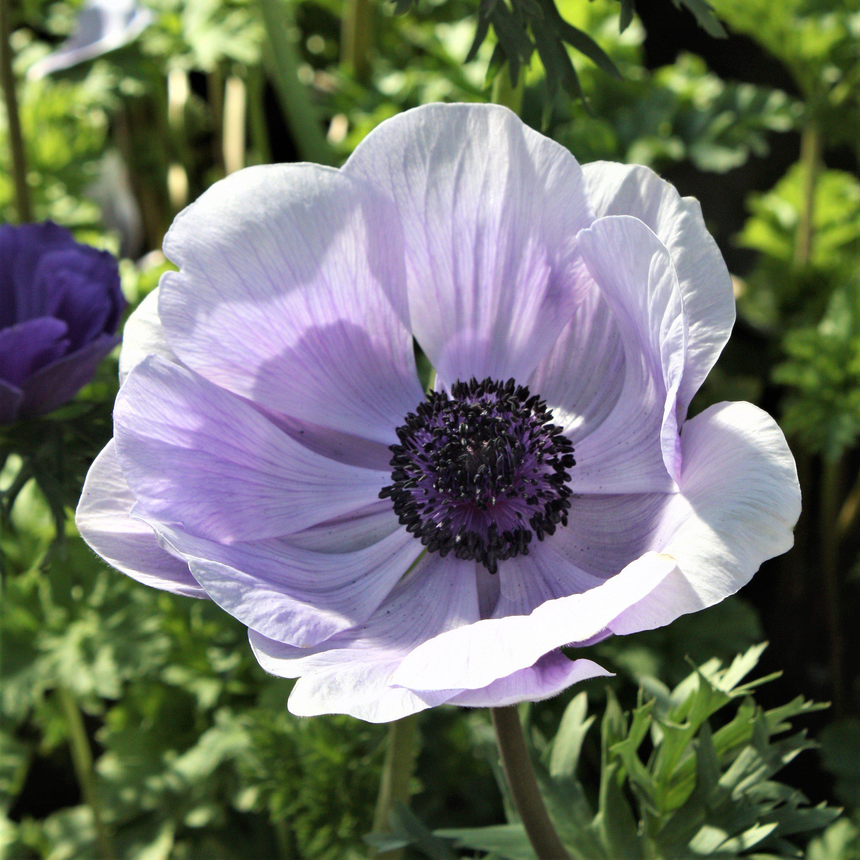 Lavender Italian Anemone Bulbs For Sale | Mistral Plus Azzurro – Easy To Grow Bulbs
