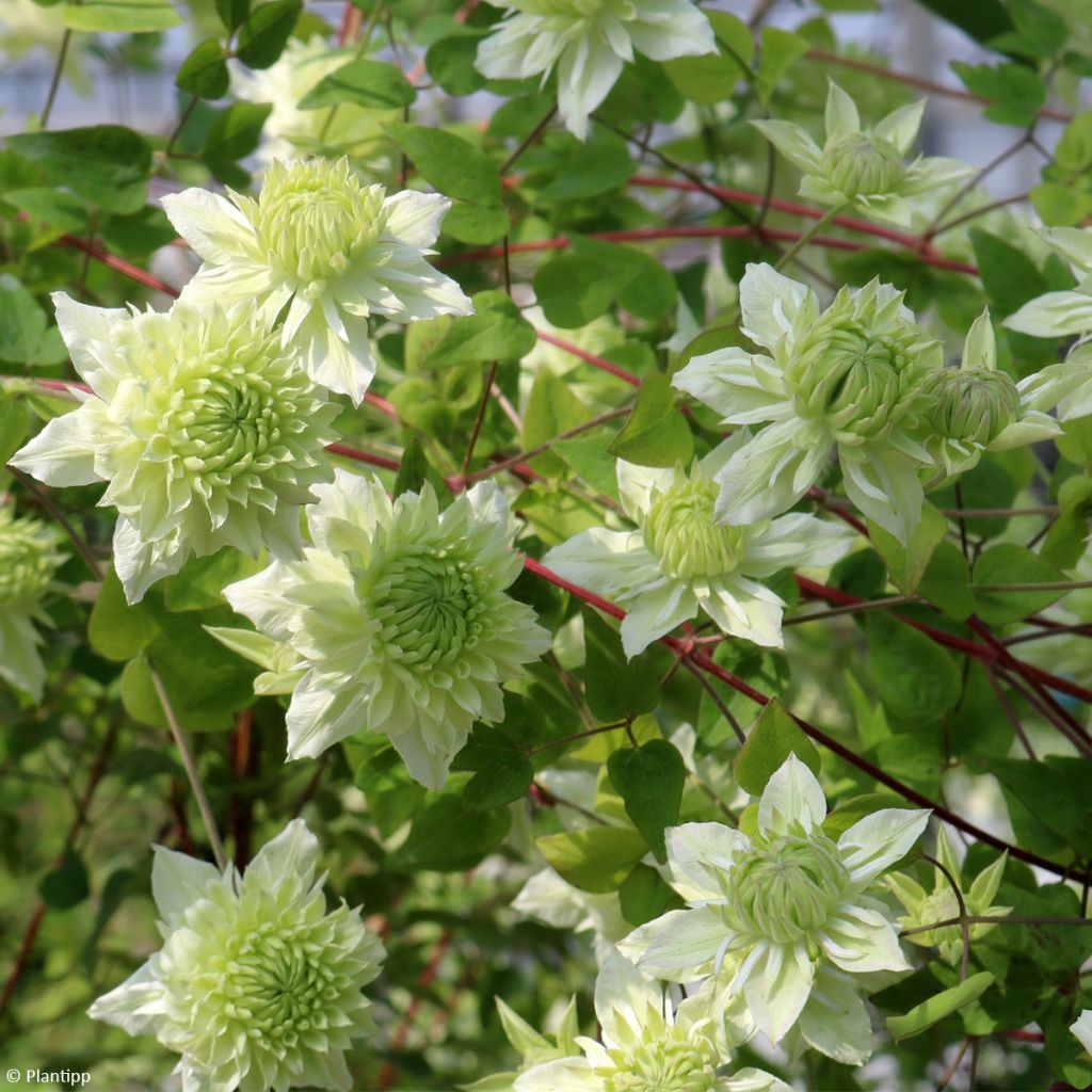 Clématite Manju - Clematis à fleurs très doubles crème et vertes très  florifère