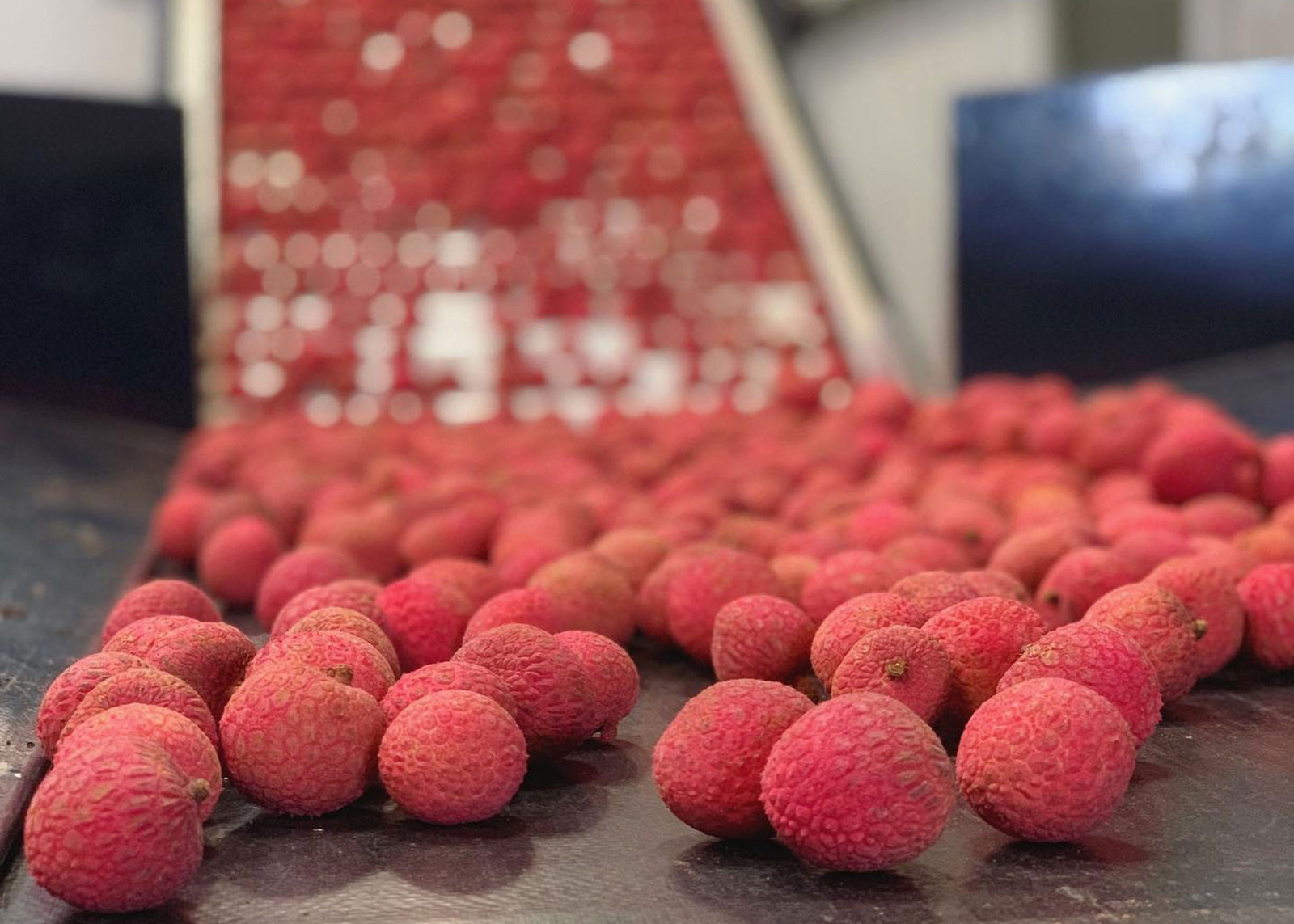 Lychee being packed prior to shipping.