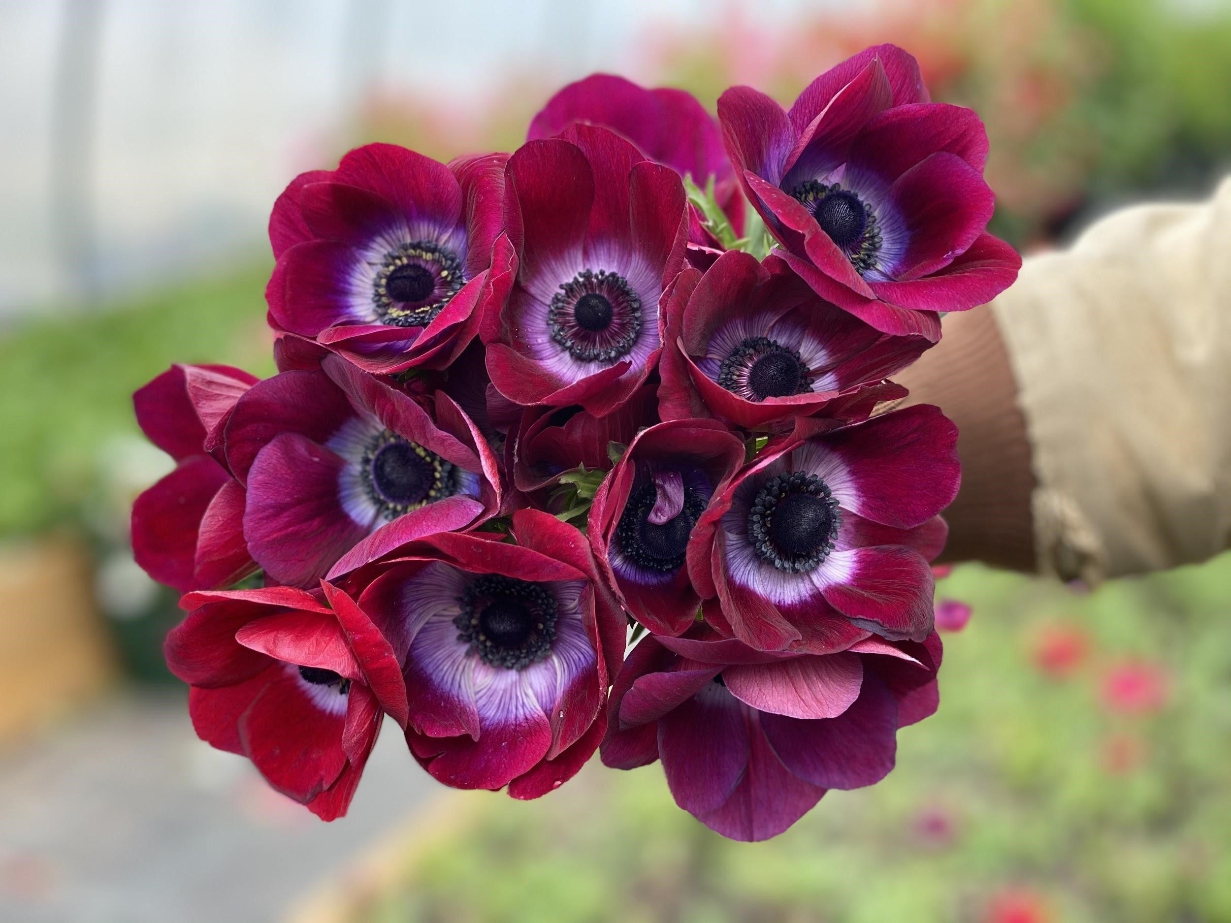 Buy Italian Mistral Anemone Bordeaux Corms Online