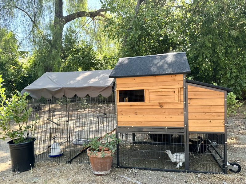 Chicken coop