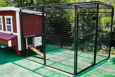Tall Chicken Run