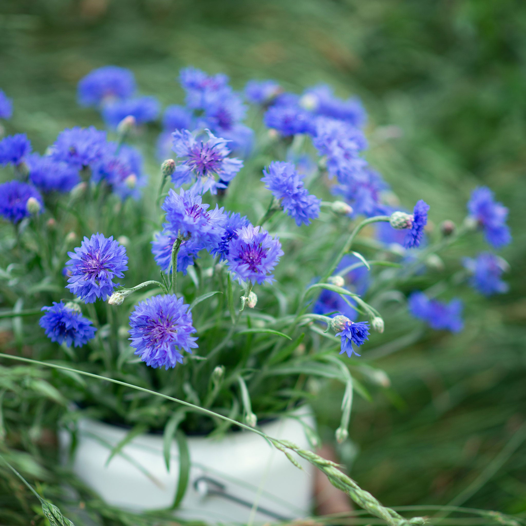 Cornflower Seeds - Tall Blue | Flower Seeds in Packets & Bulk | Eden  Brothers