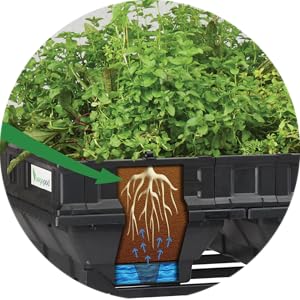Self-watering Raised Garden Bed
