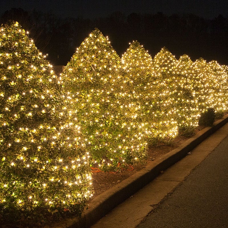 Cone Shaped Bushes Wrapped With String Lights