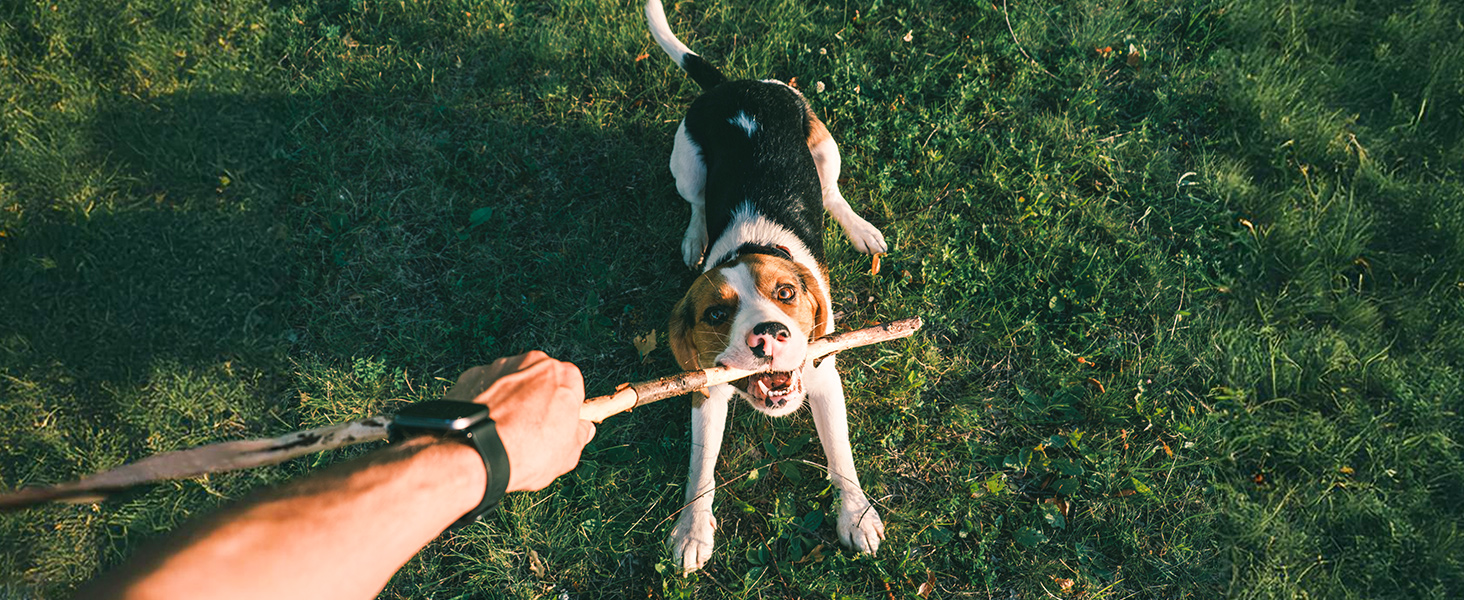 Pet walking
