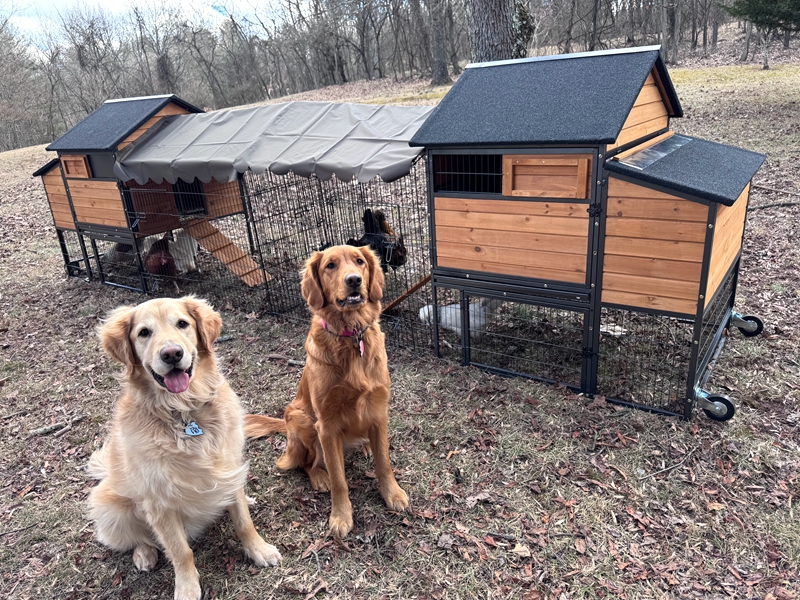 duck coop