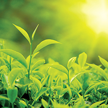 Tea Leaves