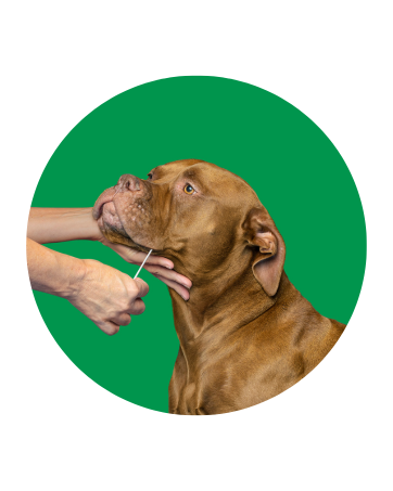 Person collecting their dogs DNA sample for the canine genetic test