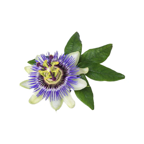 Passionflower