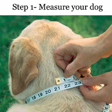 measure your dog