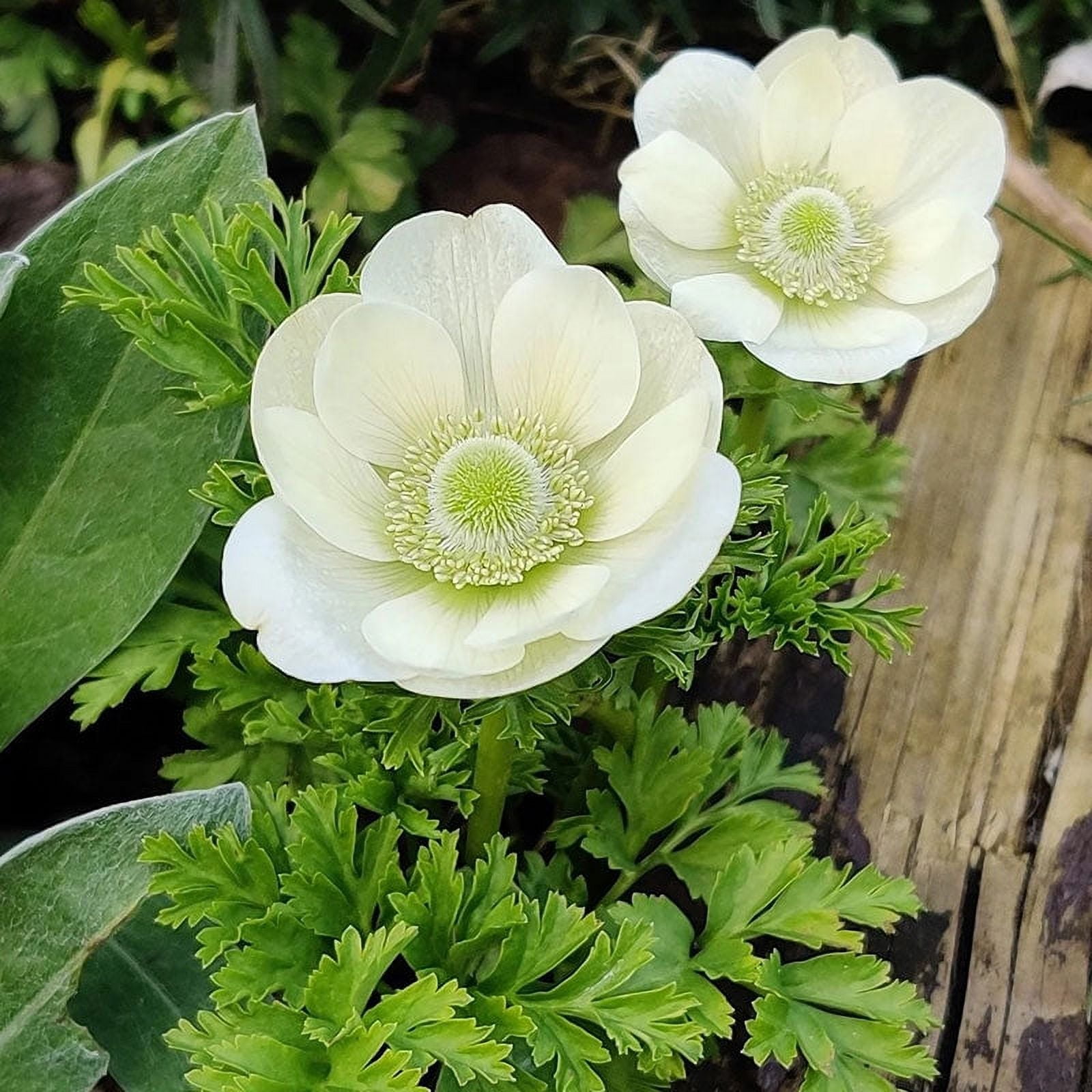 Anemone Bulbs - Albino - 40 Bulbs - White Flower Bulbs, Corm Attracts Bees, Easy to Grow & Maintain, Container Garden - Walmart.com