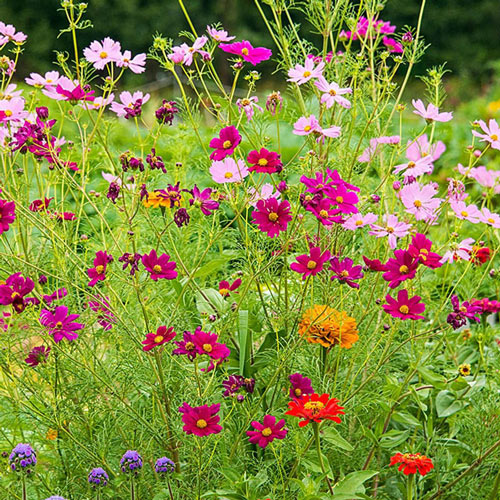 Pioneers in sustainable gardening