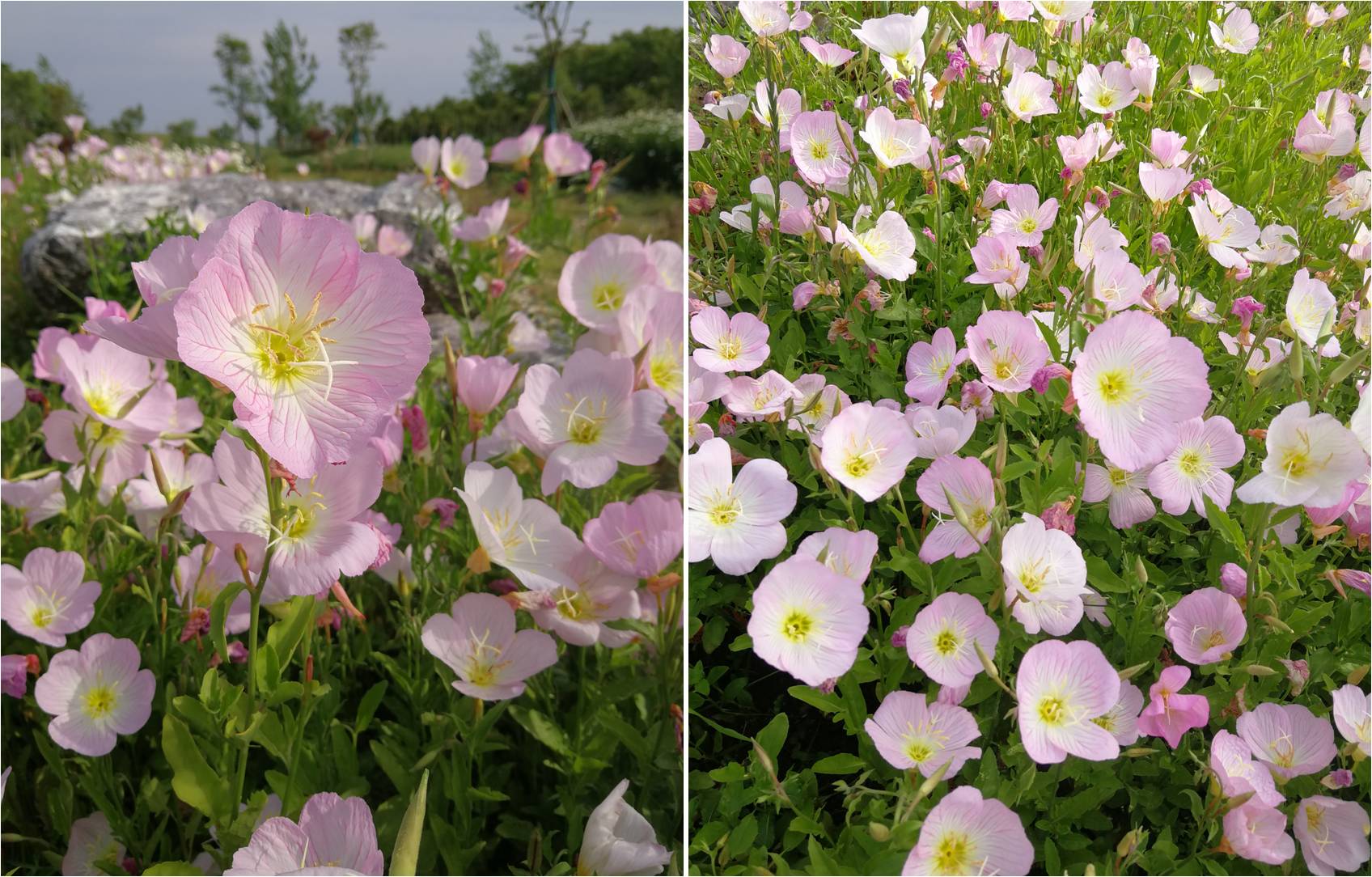 科学网—迷人的“美丽月见草”，话说常见的柳叶菜科植物：《植物学》停课不停学（二十七） - 栗茂腾的博文