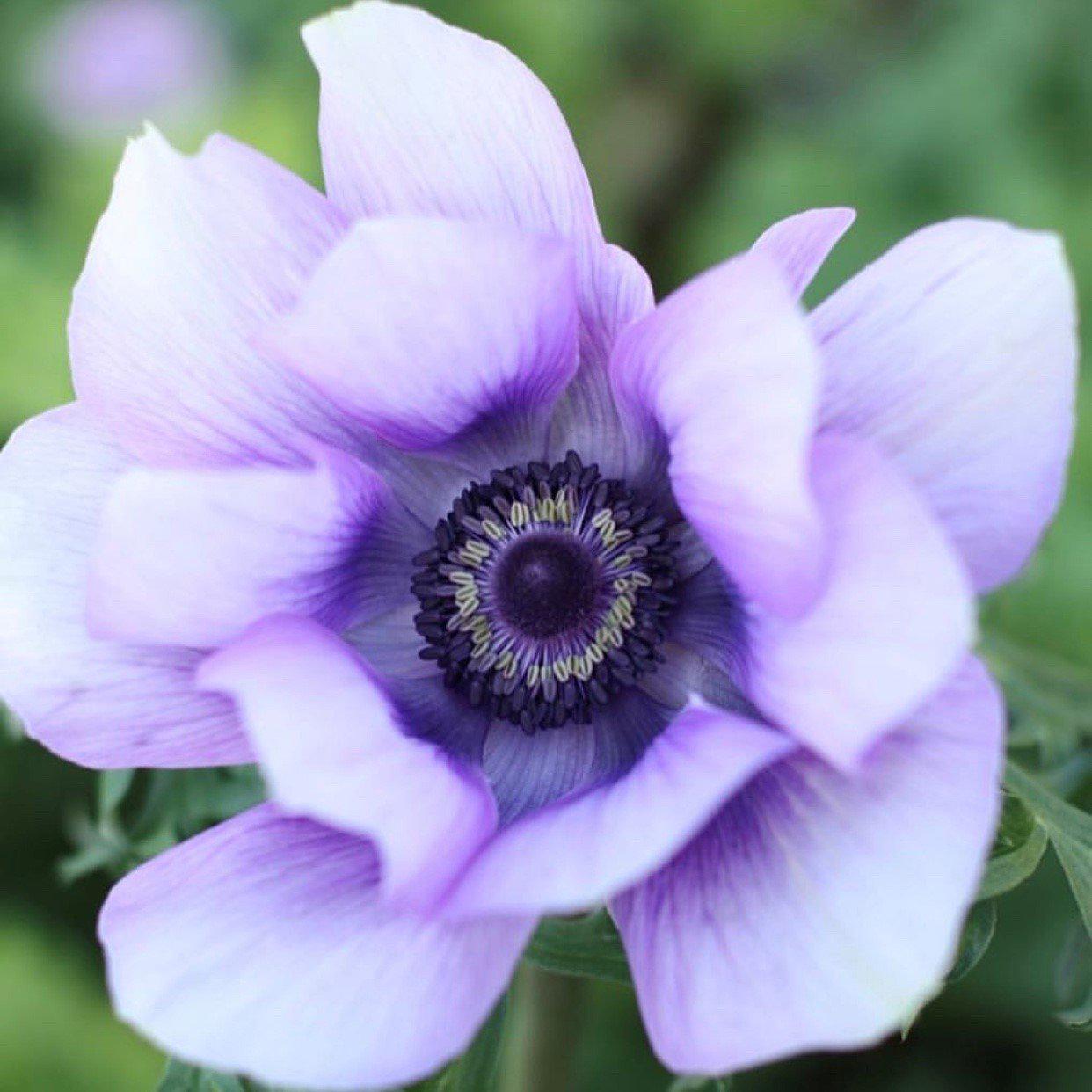 Lavender Italian Anemone Bulbs For Sale | Mistral Plus Azzurro – Easy To Grow Bulbs