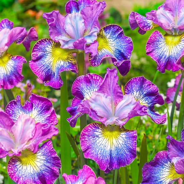 Spring Hill Nurseries How Audacious Siberian Iris, Dormant Bare Root Perennial Starter Plants, with Multi-Colored Flowers(3-Pack) 70988 - The Home Depot