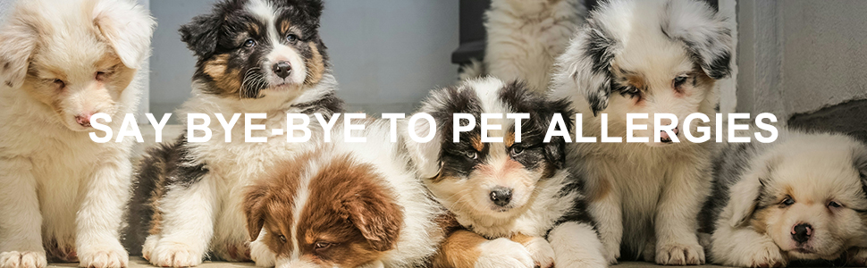 say bye bye to pet allergies