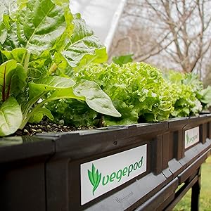 Micro-climate, rapid growth rate, greenhouse, 