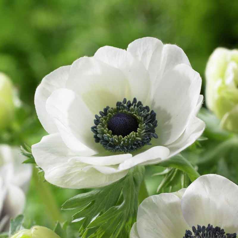 Anemone Bulbs - De Caen White | Flower Bulbs | Eden Brothers